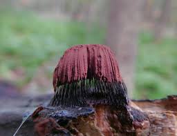 Attēlu rezultāti vaicājumam “Stemonitis marjana stalked”