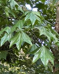 Attēlu rezultāti vaicājumam “Kalopanax septemlobus fruit”