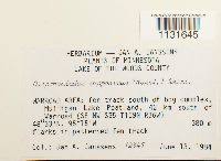 Attēlu rezultāti vaicājumam “Hamatocaulis lapponicus”