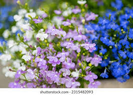 Attēlu rezultāti vaicājumam “Lobelia erinus flower”