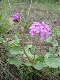 Attēlu rezultāti vaicājumam “Aphelia viburniana”