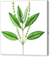 Attēlu rezultāti vaicājumam “Mercurialis perennis”