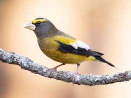 Image result for Hesperiphona vespertina