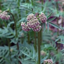 Image result for Valeriana officinalis