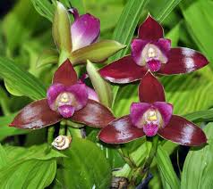 Attēlu rezultāti vaicājumam “Licea castanea macro”