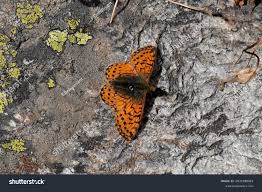 Attēlu rezultāti vaicājumam “Boloria aquilonaris underside”