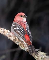 Attēlu rezultāti vaicājumam “Pinicola enucleator adult”