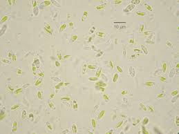 Attēlu rezultāti vaicājumam “Pleurococcus vulgaris”