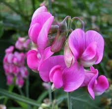 Attēlu rezultāti vaicājumam “Lathyrus latifolius bud”