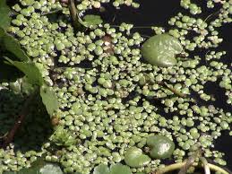 Attēlu rezultāti vaicājumam “Lemna gibba”