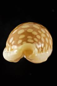 Attēlu rezultāti vaicājumam “Cribraria sp.”