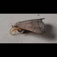 Attēlu rezultāti vaicājumam “Zanclognatha tarsipennalis”