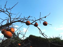 「柿の木利江」の画像検索結果