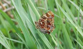 Attēlu rezultāti vaicājumam “Araschnia levana larva”