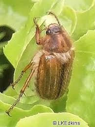 Attēlu rezultāti vaicājumam “Amphimallon solstitiale imago”