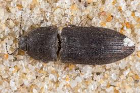 Attēlu rezultāti vaicājumam “Elateridae”