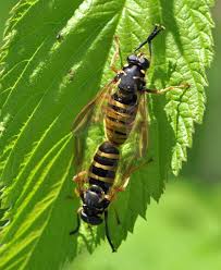 Attēlu rezultāti vaicājumam “Temnostoma vespiforme”
