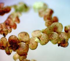 Attēlu rezultāti vaicājumam “Frullania fragilifolia”