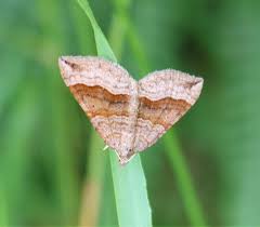 Attēlu rezultāti vaicājumam “Scotopteryx chenopodiata”