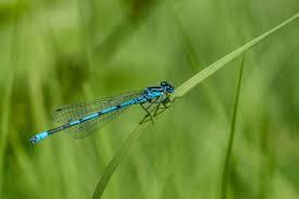 Attēlu rezultāti vaicājumam “Enallagma cyathigerum male”