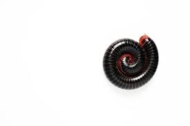 Attēlu rezultāti vaicājumam “Diplopoda”