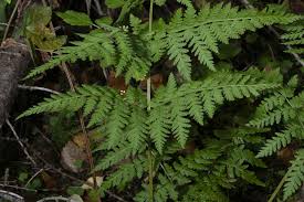 Attēlu rezultāti vaicājumam “Dryopteris dilatata”