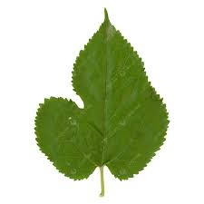 Attēlu rezultāti vaicājumam “Morus alba leaf”
