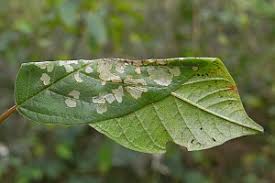 Attēlu rezultāti vaicājumam “Ancylis apicella”