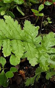 Attēlu rezultāti vaicājumam “Dryopteris cristata”