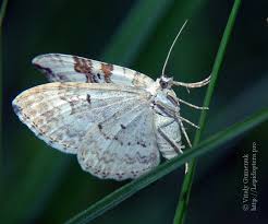 Attēlu rezultāti vaicājumam “Xanthorhoe montanata”