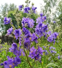 Attēlu rezultāti vaicājumam “Polemonium caeruleum flower”