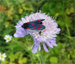 Attēlu rezultāti vaicājumam “Knautia arvensis fruit”