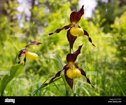 Attēlu rezultāti vaicājumam “Cypripedium calceolus flower”