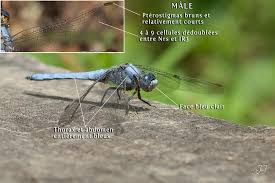 Attēlu rezultāti vaicājumam “Orthetrum brunneum”