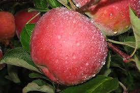 Attēlu rezultāti vaicājumam “Malus domestica fruit”