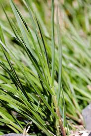 Attēlu rezultāti vaicājumam “Poa remota leaf”