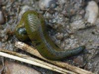 Attēlu rezultāti vaicājumam “Haemopis sanguisuga”