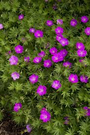 Attēlu rezultāti vaicājumam “Geranium sanguineum”