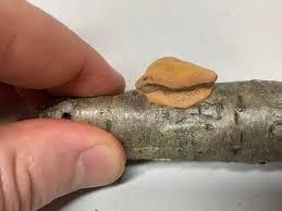 Attēlu rezultāti vaicājumam “Hapalopilus nidulans”