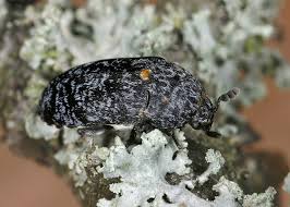 Attēlu rezultāti vaicājumam “Dermestes murinus”