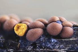 Attēlu rezultāti vaicājumam “Perichaena corticalis macro”