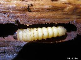 Attēlu rezultāti vaicājumam “Saperda scalaris”