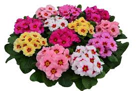 Attēlu rezultāti vaicājumam “Primula”