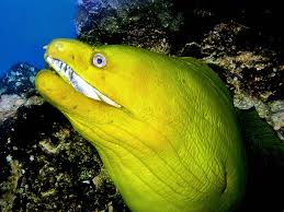 Image result for Gymnothorax funebris