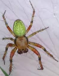 Attēlu rezultāti vaicājumam “Araniella male”