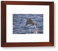 Image result for Mobula thurstoni