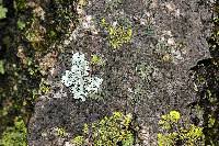 Attēlu rezultāti vaicājumam “Opegrapha atra”