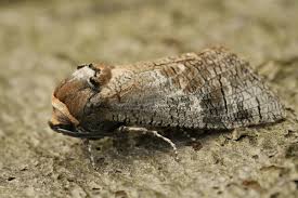 Attēlu rezultāti vaicājumam “Cossus cossus”