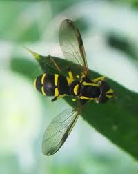 Attēlu rezultāti vaicājumam “Xanthogramma sp. male”