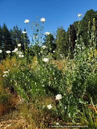 Image result for Romneya coulteri